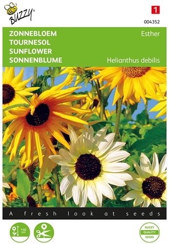 Girasole Esther mix - Heliantus debilis