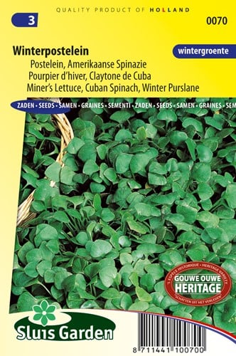 Portulaca invernale - Portulaca Oleracea