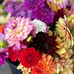 Dahlia Decorativa Mix