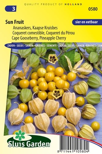Alchechengio peruviano - Physalis peruviana
