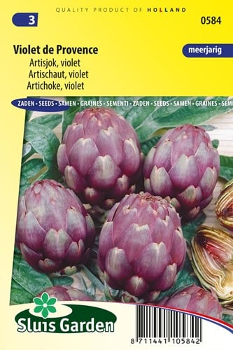 Carciofo Violet de Provence - Cynara cardunculus
