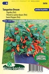 Peperone Tangerine Dream F1 (vaso)