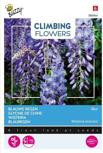 Glicine 'Soft Blue' - Wisteria Sinensis