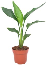 Strelitzia Reginae - Ø12cm - 40cm