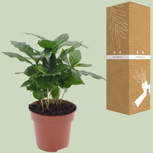 Coffea Arabica - Ø12cm - 30cm-2
