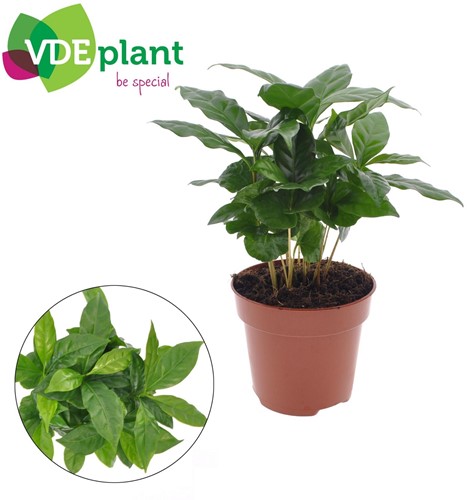 Koffieplant Coffea Arabica - Ø12cm - 30cm