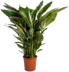Spathiphyllum Sweet Sebastiano - Ø24cm - 110cm