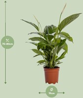 Spathiphyllum Bingo Cupido - Ø19cm - 80cm-2