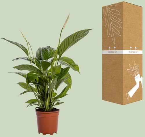 Spathiphyllum Bingo Cupido - Ø19cm - 80cm-3