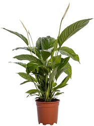 Spathiphyllum Bingo Cupido - Ø19cm - 80cm