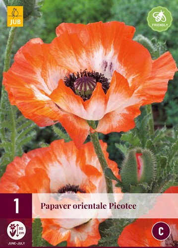 Papavero Picotee - Papaver