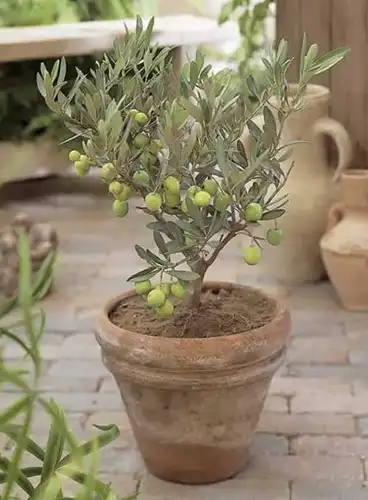 Olivo (Olea Europaea) - Alberi da frutta