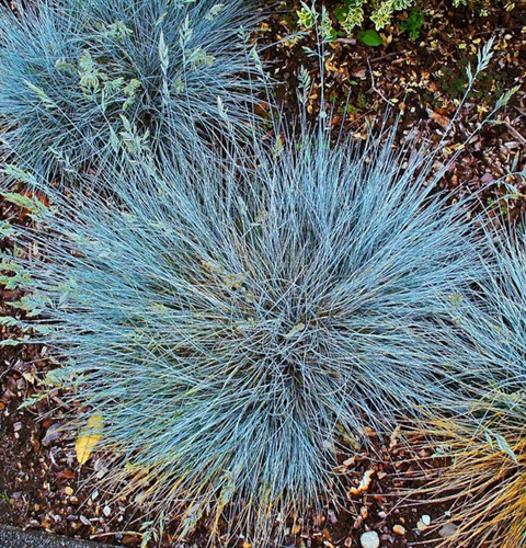 Erba ornamentale Festuca 'Elijah Blue' (Festuca Glauca) (Confezione da 6)