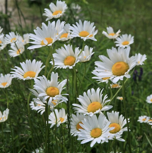 Leucanthemum Maikonigin - Margherita