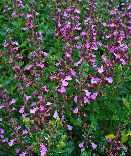 Camedrio Comune (Teucrium chamaedrys)