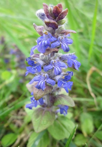 Bugola Erba di San Lorenzo Atropurpurea - Ajuga reptans