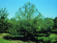 Rete Antiuccelli Mono verde maglia 6x6 mm 10x2m-3