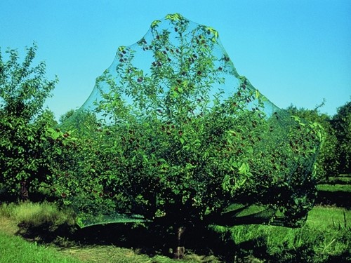 Rete Antiuccelli Mono verde maglia 6x6 mm 10x2m-3