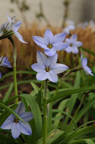 Ipheion Uniflorum 'Wisley Blue'