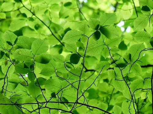 Carpino bianco (Carpinus Betulus)