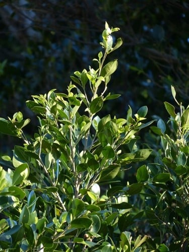 Lauroceraso 'Rotundifolia' (Prunus Laurocerasus)