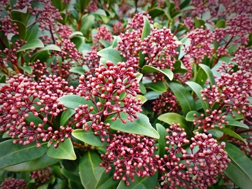 Skimmia Japonica Rubella