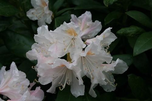Rododendro 'Cunningham's White' - Rhododendron