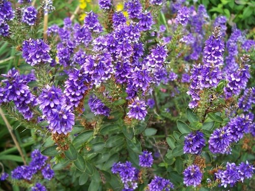 Hebe 'Variegata' arbusto ornamentale - Hebe Andersonii