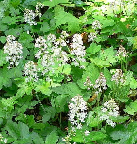 Tiarella cordifolia (Confezione da 6)