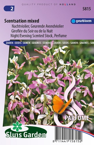 Sera Violier Scentsation Mix (Matthiola)