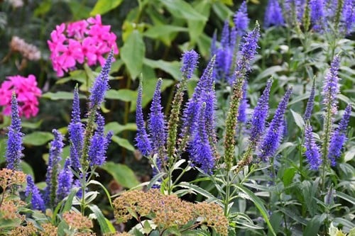Veronica Longifolia ‘Blauriesin’ (Confezione da 6)