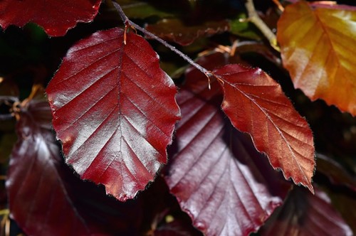 Faggio rosso - Fagus Sylvatica