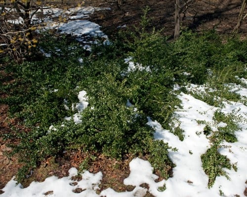 Agrifoglio Giapponese 'Convexa' (Ilex Crenata)