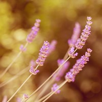Lavanda Rosea - Lavandula Angustifolia (Confezione da 6)-2