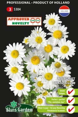 Margherita 'White Breeze' (annuale / perenne)