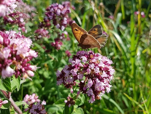 Origanum Laevigatum Herrenhausen - Oregano (Confezione da 6)