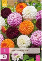 Dahlia Pompon Mix-2