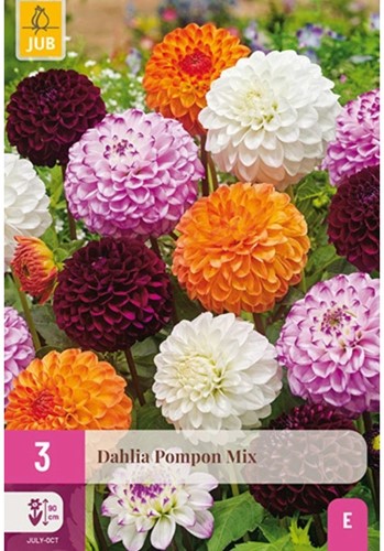 Dahlia Pompon Mix-2