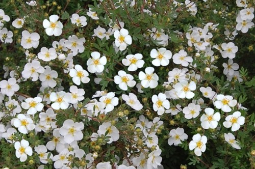 Cinquefoglia 'Abbotswood' - Potentilla Fruticosa