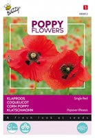 Papavero 'Corn Poppy' (Papaver)
