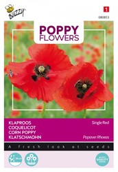 Papavero 'Corn Poppy' (Papaver)