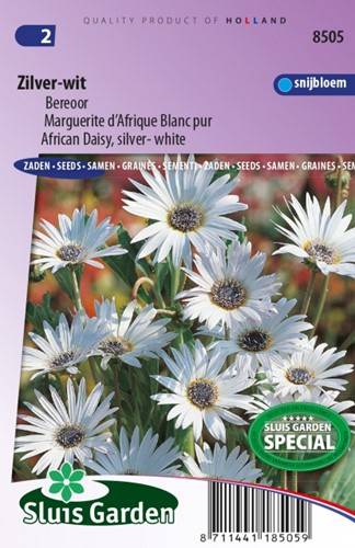 Margherita Africana Bianco e Argento - Arctotis Grandis