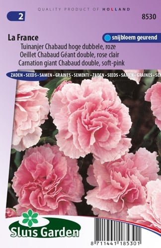 Garofano La France – Dianthus Chabaud
