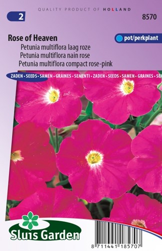 Petunia Multiflora Rose of Heaven - Petunia Nana Compacta