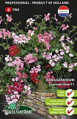 Geranio Pelargonio Summertime F1 - Pelargonium