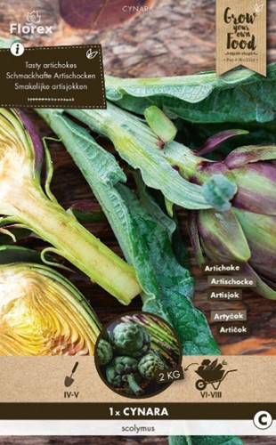 Carciofo - Cynara Scolymus