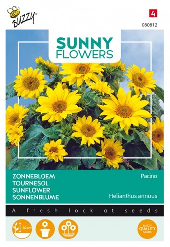 Girasole 'Pacino Gold' (Helianthus annuus)