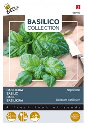 Basilico a foglia di lattuga I (Ocimum Basilicum)