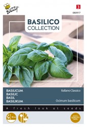 Basilico Italiano Classico - Ocimum Basilicum