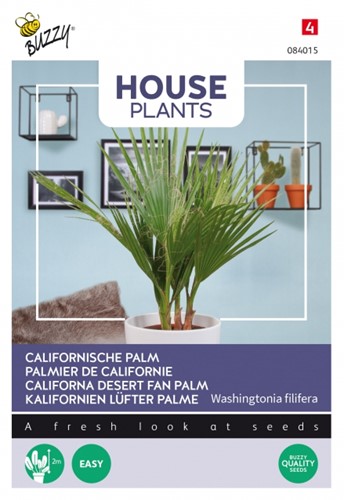 Palma californiana - Washingtonia filifera
